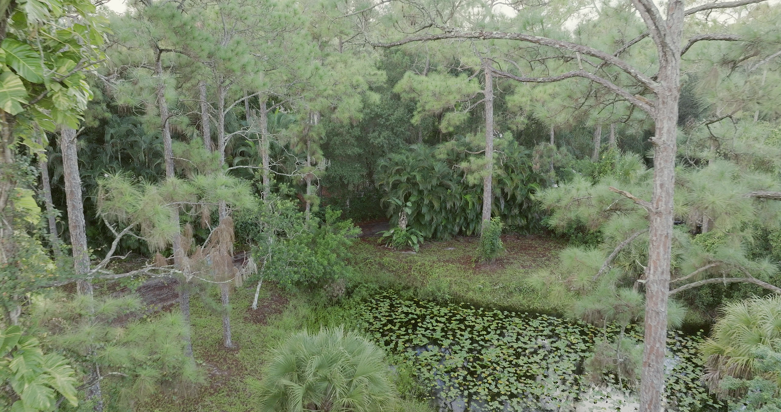 The pond's surface thick with lily pads, framed by dense canopy on both sides.